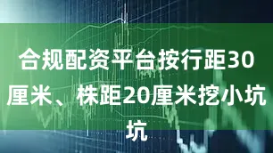 合规配资平台按行距30厘米、株距20厘米挖小坑